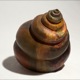 Schnecke - © by Brigitta Baumann